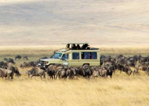 Africa’s Big 5 on a Serengeti & Ngorongoro Safari