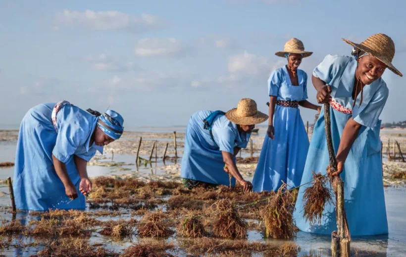 Zanzibar's Seaweed Culture: Farming and Tours